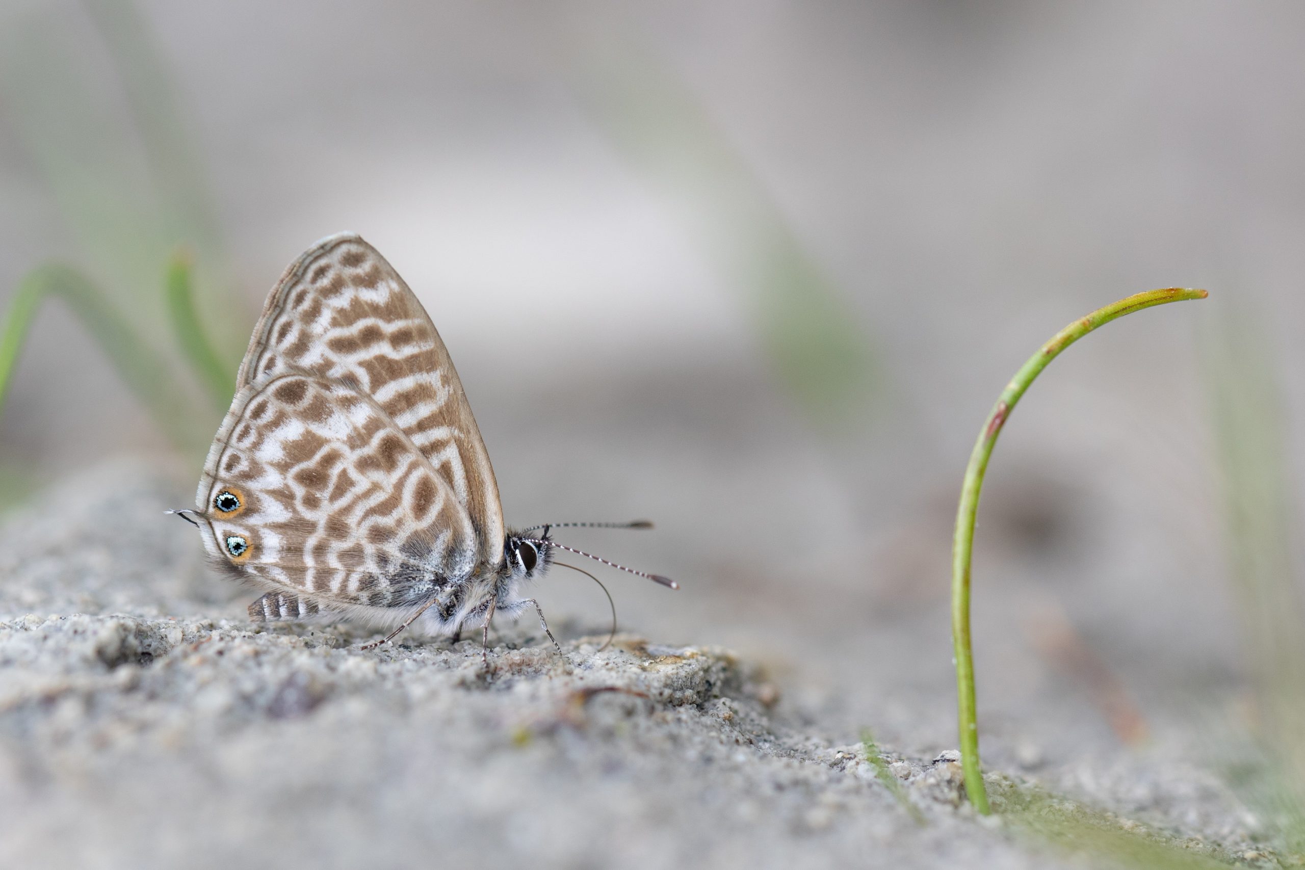 Lang's Short-tailed Blue butterfly, Leptotes pirithous, on sandy soil